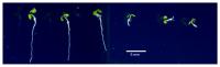 Science Image