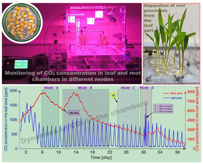 Influence of external factors on the behavior of CO2 in the root system of plants in a model experiment