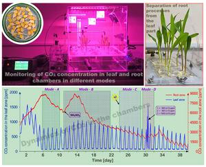 Influence of external factors on the behavior of CO2 in the root system of plants in a model experiment