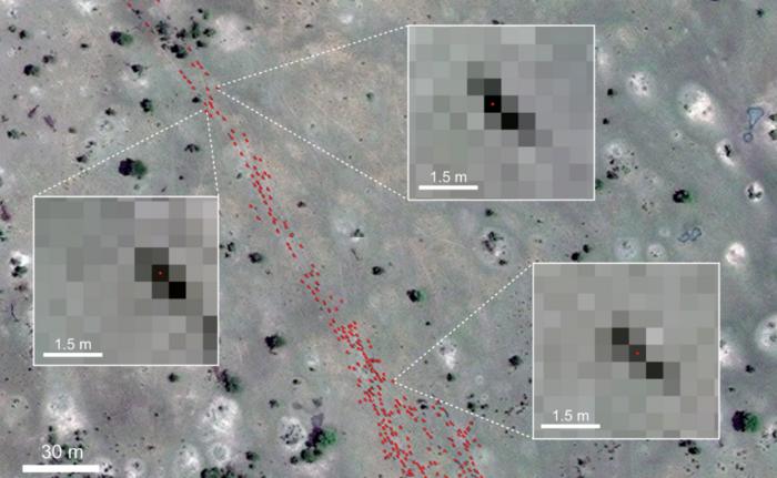 Zoomed WorldView-3 satellite image showing individual wildebeest resolved at the pixel level.