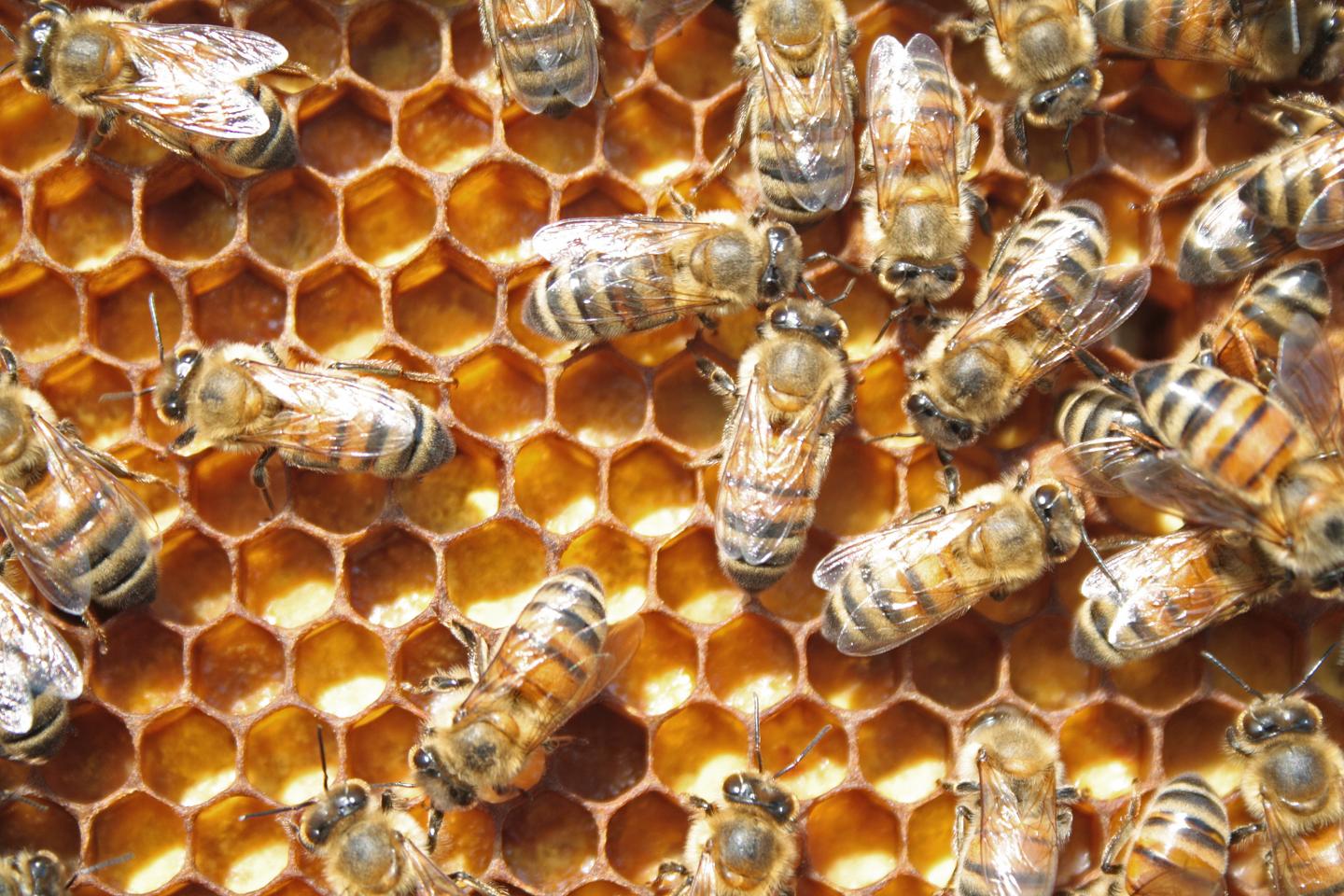 Lack of Phytochemical Makes a Honeybee Queen