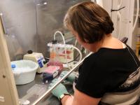 Lab Testing
