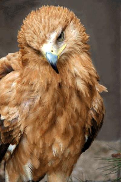 Spanish Imperial Eagle in its Juvenile Plumage
