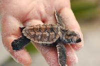 Hawksbill Turtle Hatchling