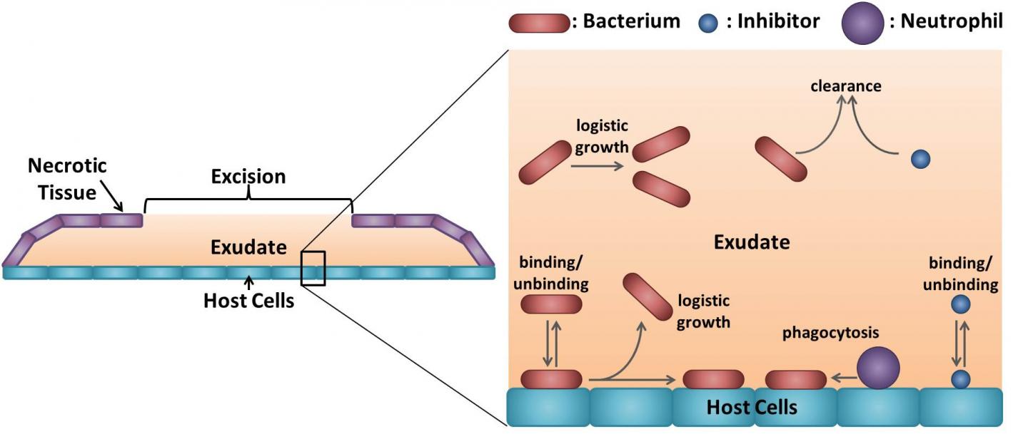 Microbeads to Combat Infection Show Promise in Burn Wound Simulations