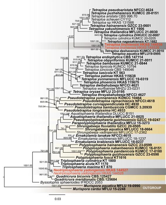 Multigene phylogenetic results revealed a new genus Neotriplosphaeria and two new species Neotriplosphaeria yadongensis and Tetraploa linzhiensis.
