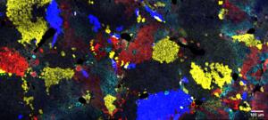 Clonal Hepatocyte Groups in Mouse Liver Tissue