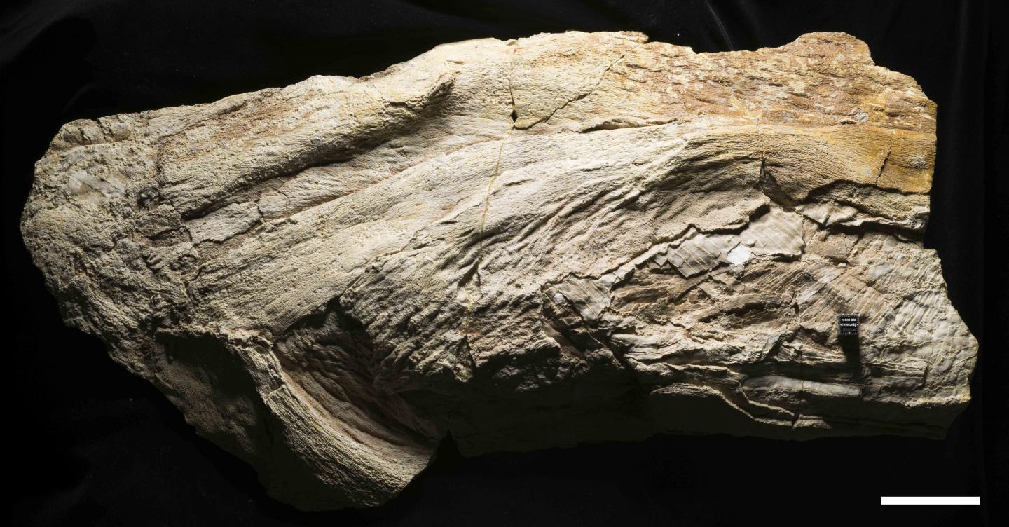 <i>Platylithophycus</i>Sspecimen