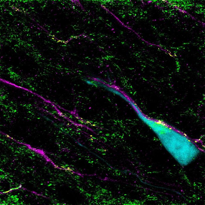Researchers discover a molecular switch that guides the movement of neurons during brain development