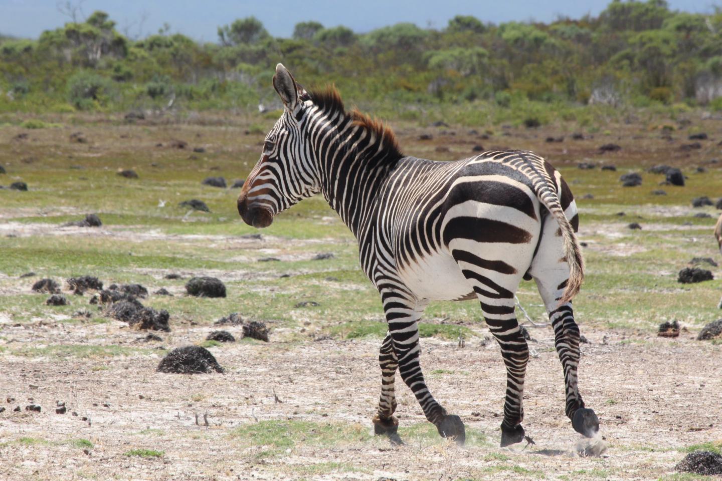 Cape Mountain Zebra