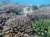 Acropora Tenuis is found around Okinawa