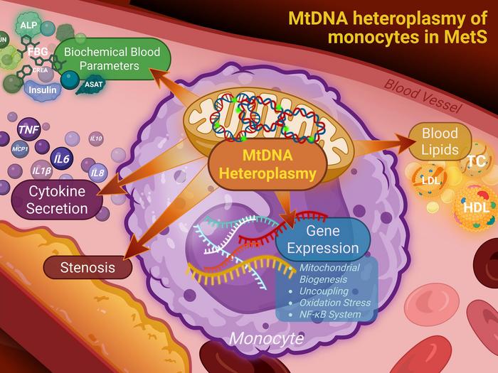 Associations of Mitochondrial Heteroplasmy in Blood Monocytes with Its Phenotypic Indices and Cardiometabolic Parameters in Metabolic Syndrome