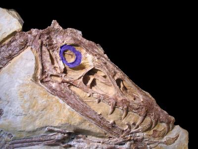 Pterosaur Skull