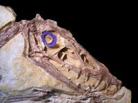 Pterosaur Skull