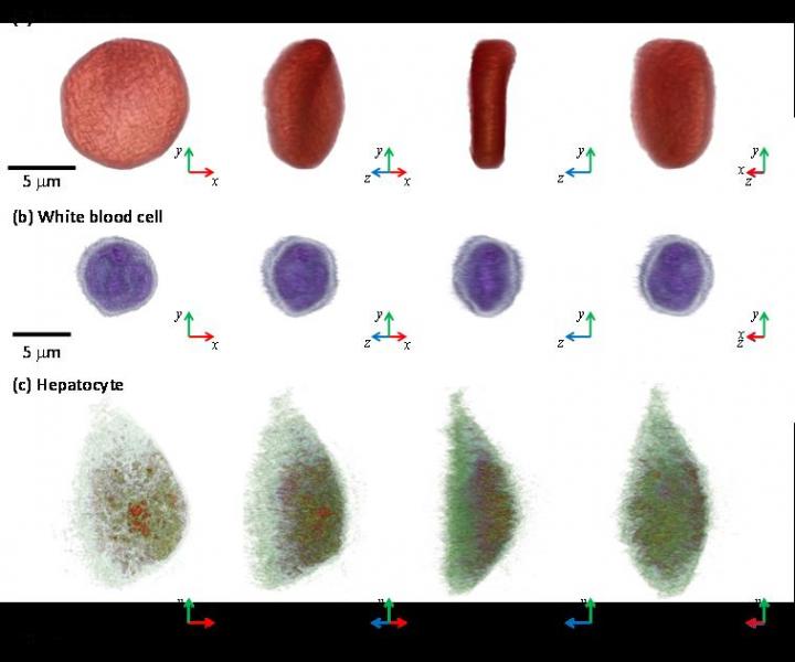 3-D Images of Representative Biological Cells Taken with the HT-1