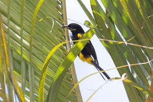 Puerto Rican Oriole