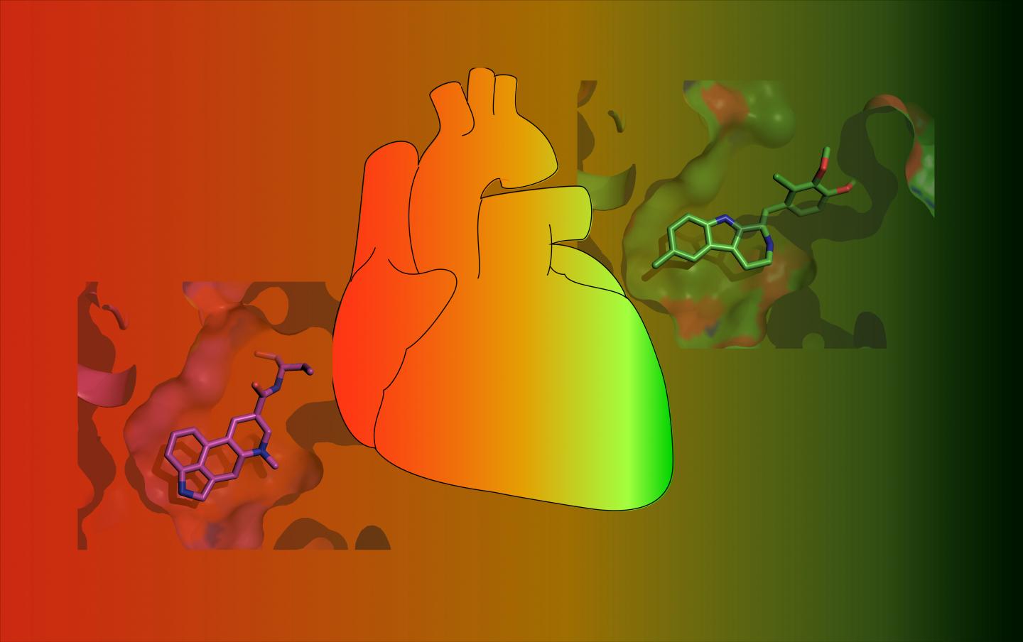 Heart