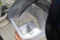 <em>Aedes</em> Mosquitoes Infected with <em>Wolbachia</em>