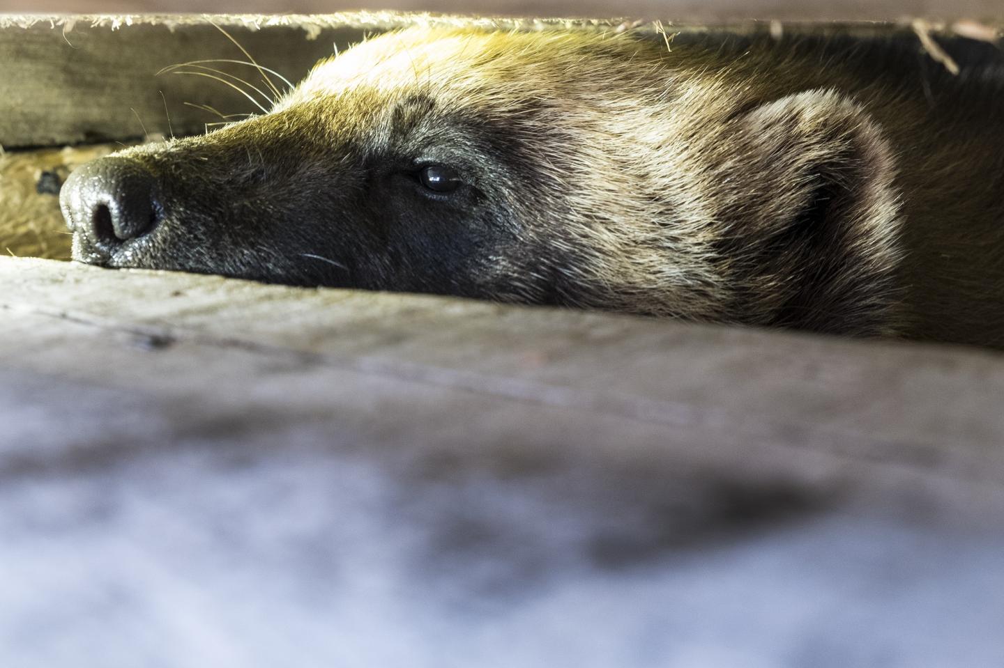 A Live-Trapped Wolverine