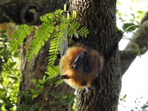 Bat in Madagascar
