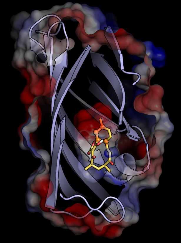 AbyU Enzyme