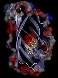 AbyU Enzyme