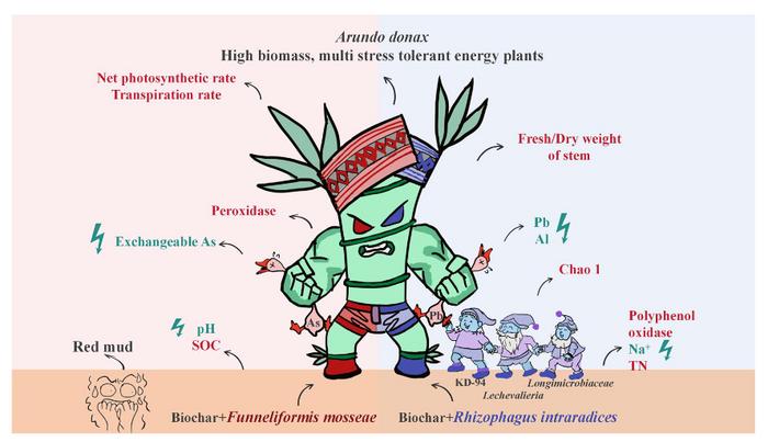 Biochar-loaded AM fungi coupled with Arundo donax enable targeted red mud remediation via valency—specific metal detoxification and soil function recovery