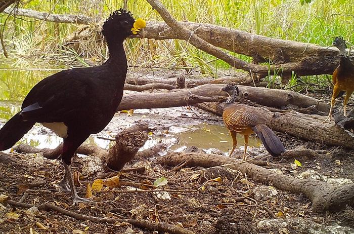 Great-currasow (Crax rubra)