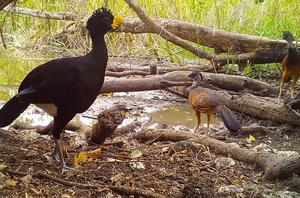 Great-currasow (Crax rubra)