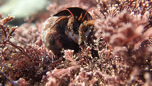 St Piran's hermit crab