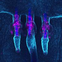Shining Stem Cells (1 of 2)