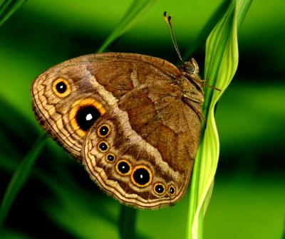 Eyespots