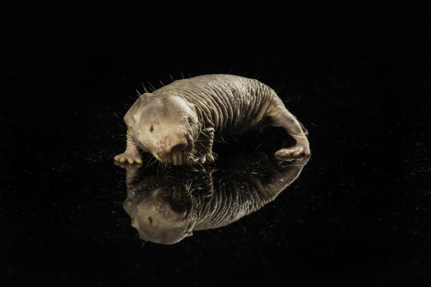 Naked Mole Rat