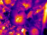 Floral Heat Patterns from Poppies