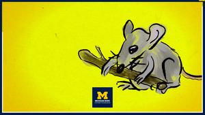 Newly discovered neural pathway rewards gnawing behavior in rodents