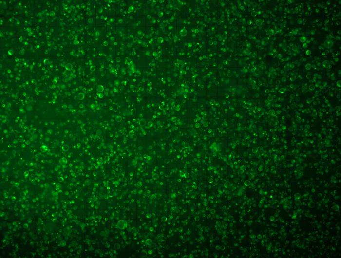 Protoplast stained with fluorescent viability stain