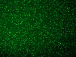 Protoplast stained with fluorescent viability stain
