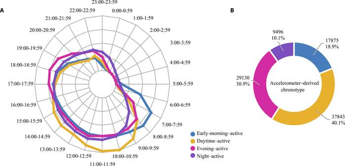 The 24-h relative average accelerations of the 4 accelerometer-derived rest–activity timing phenotypes using k-means clustering analysis and proportion of accelerometer-derived rest–activity timing phenotypes