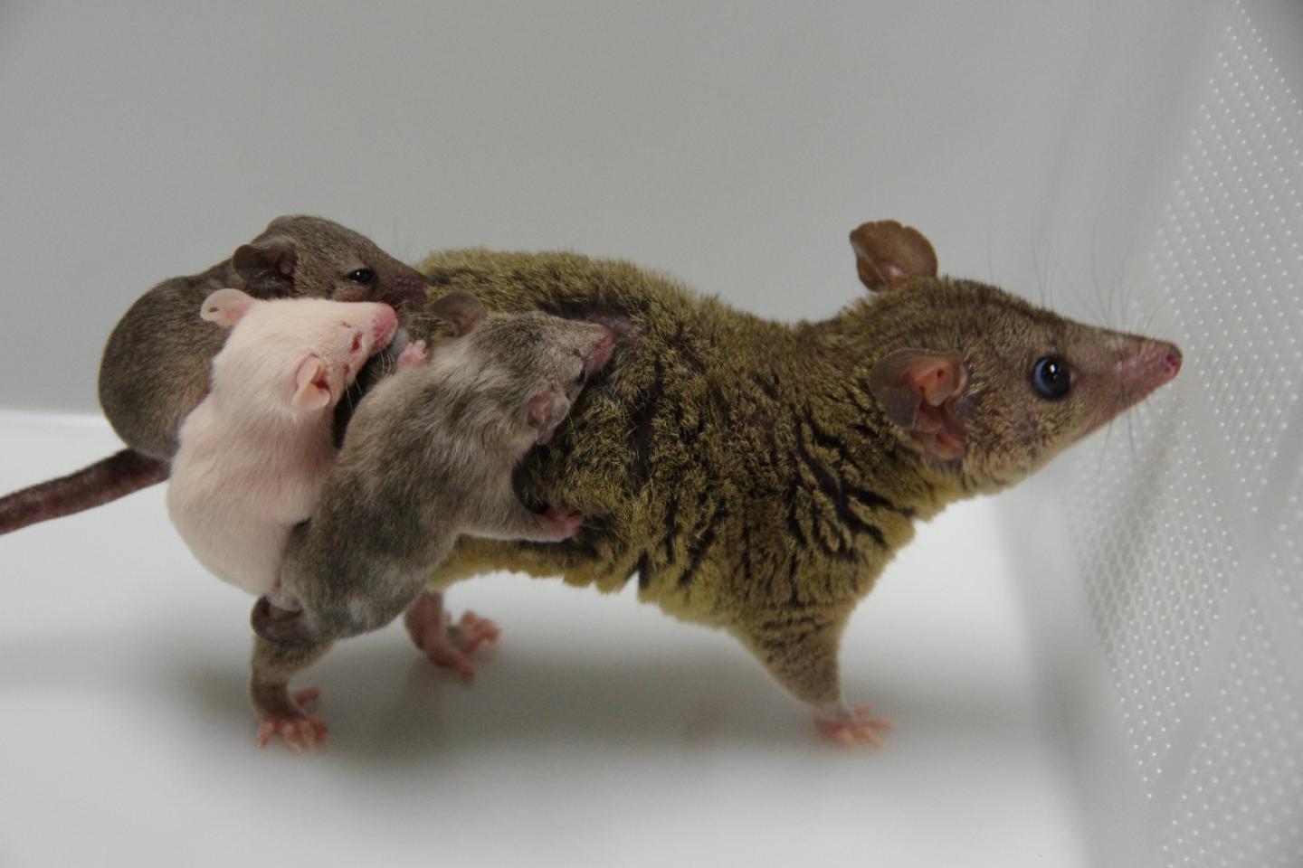 Genetically engineered opossums