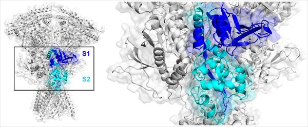 Agonist Binding Domain of NMDA Receptors