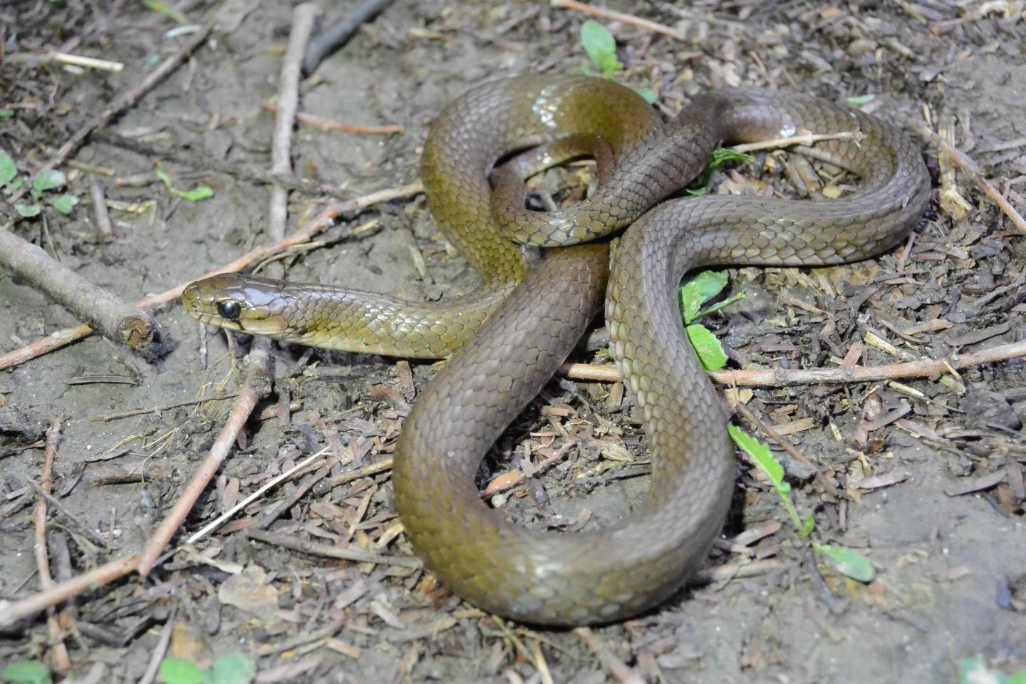 Rhabdophis pentasupralabialis, which eats fireflies and stores their toxins in the nucho-dorsal glands