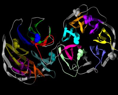 WDR36 Structure