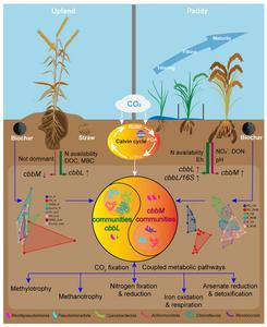 Calvin cycle driven autotrophic CO2-fixation traits and autotrophic microbial communities in paddy (Anthrosol) and upland (Vertisol) soils: rhizosphere effects and impacts of biochar