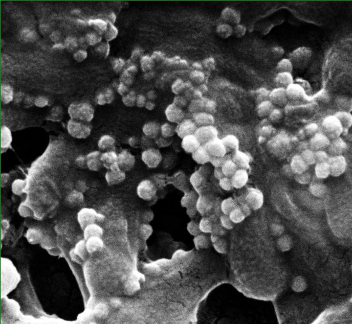 Phages 2