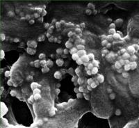Phages 2