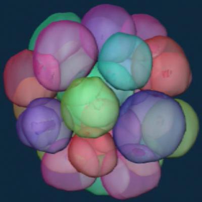 Asynchronous Cell Division 551 Million Years Ago