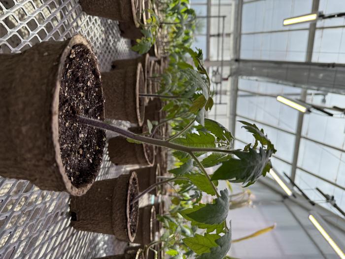 The Purple Tomato™ plant at BTI