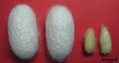 Unlocking the Secrets of the Silkworm (3 of 5)