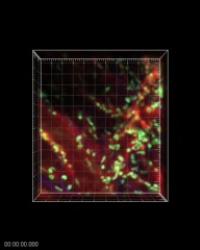 Immune Cells