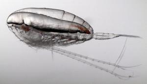 Calanus finmarchicus